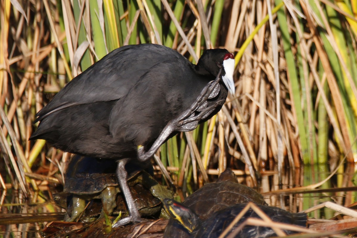 Red-knobbed Coot - ML399989871
