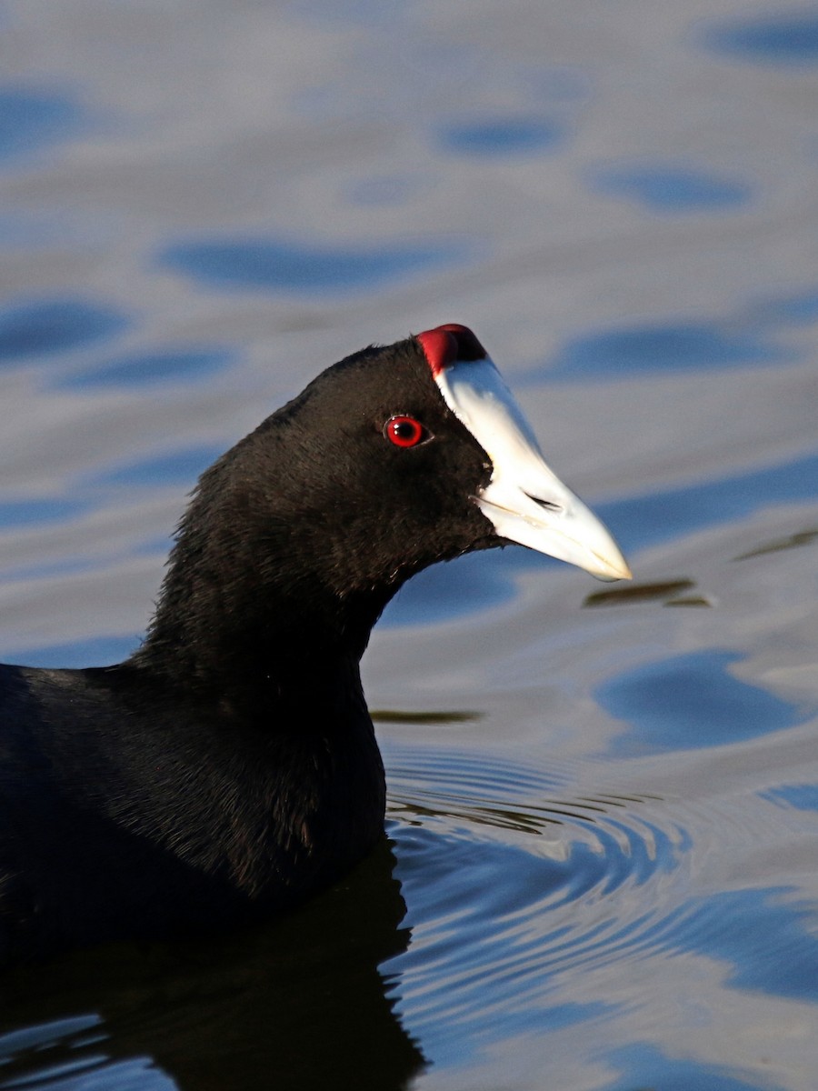 Red-knobbed Coot - ML399989891