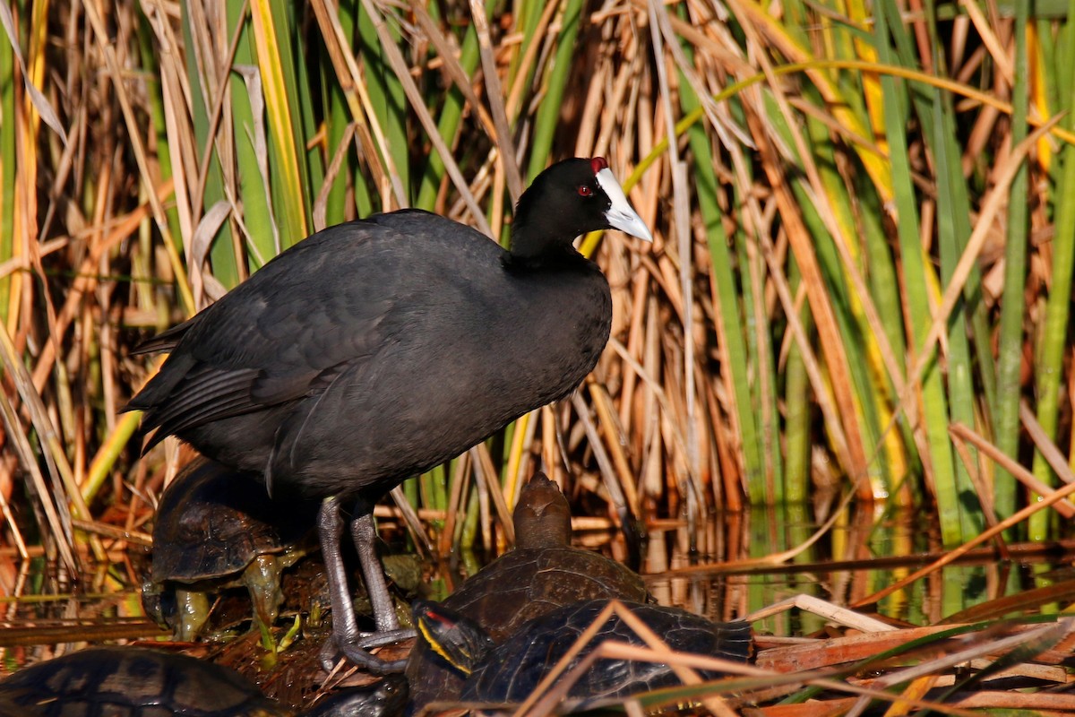 Red-knobbed Coot - ML399989901