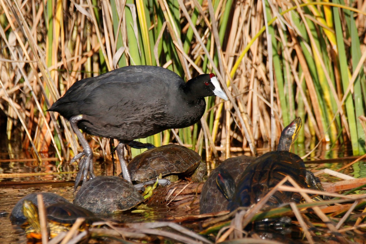 Red-knobbed Coot - ML399989911