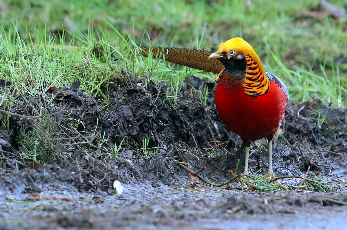 Golden Pheasant - Gareth Hughes