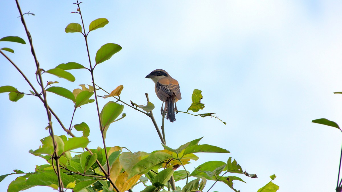 Long-tailed Shrike - ML399992461