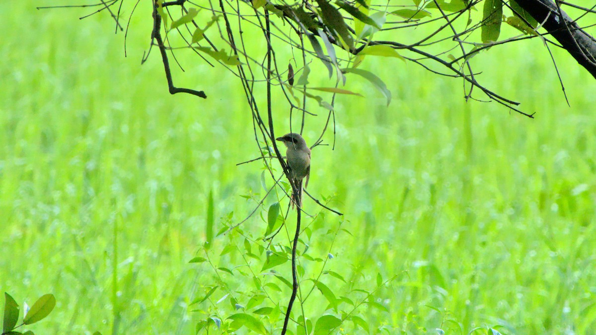 Long-tailed Shrike - ML399992651