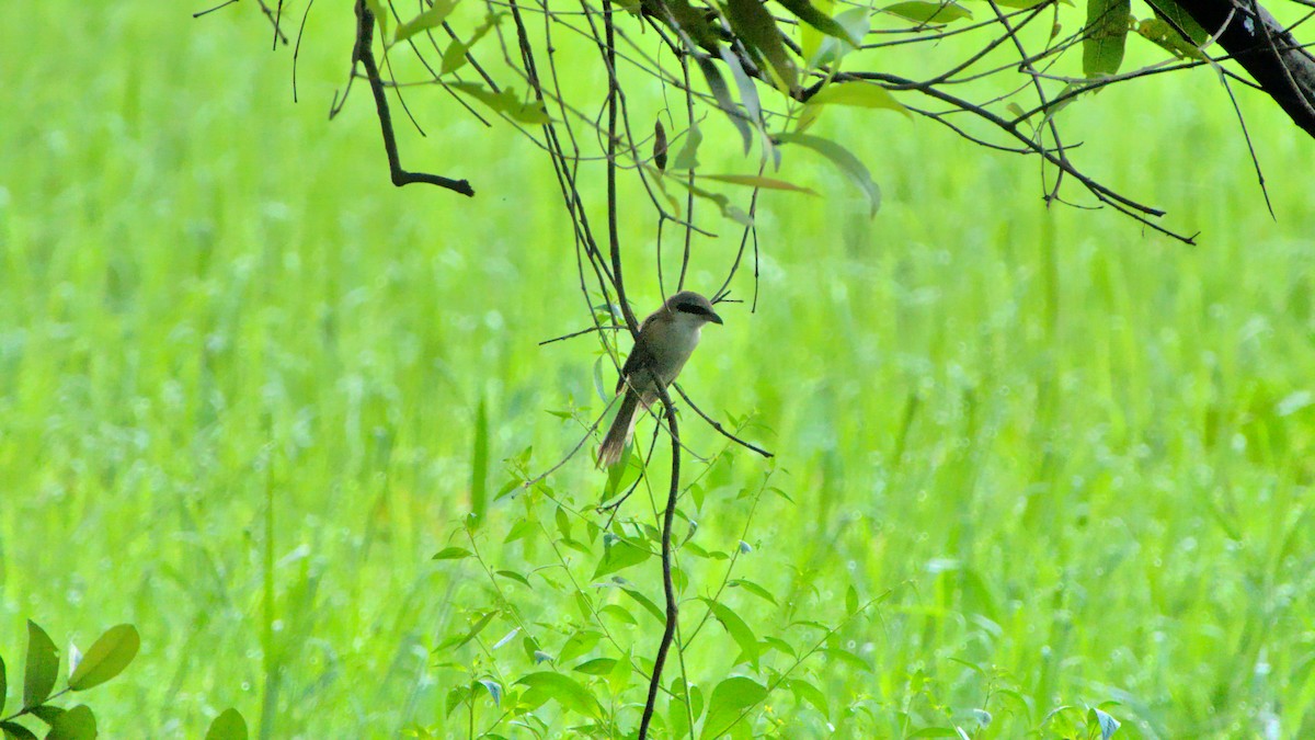 Long-tailed Shrike - ML399992661