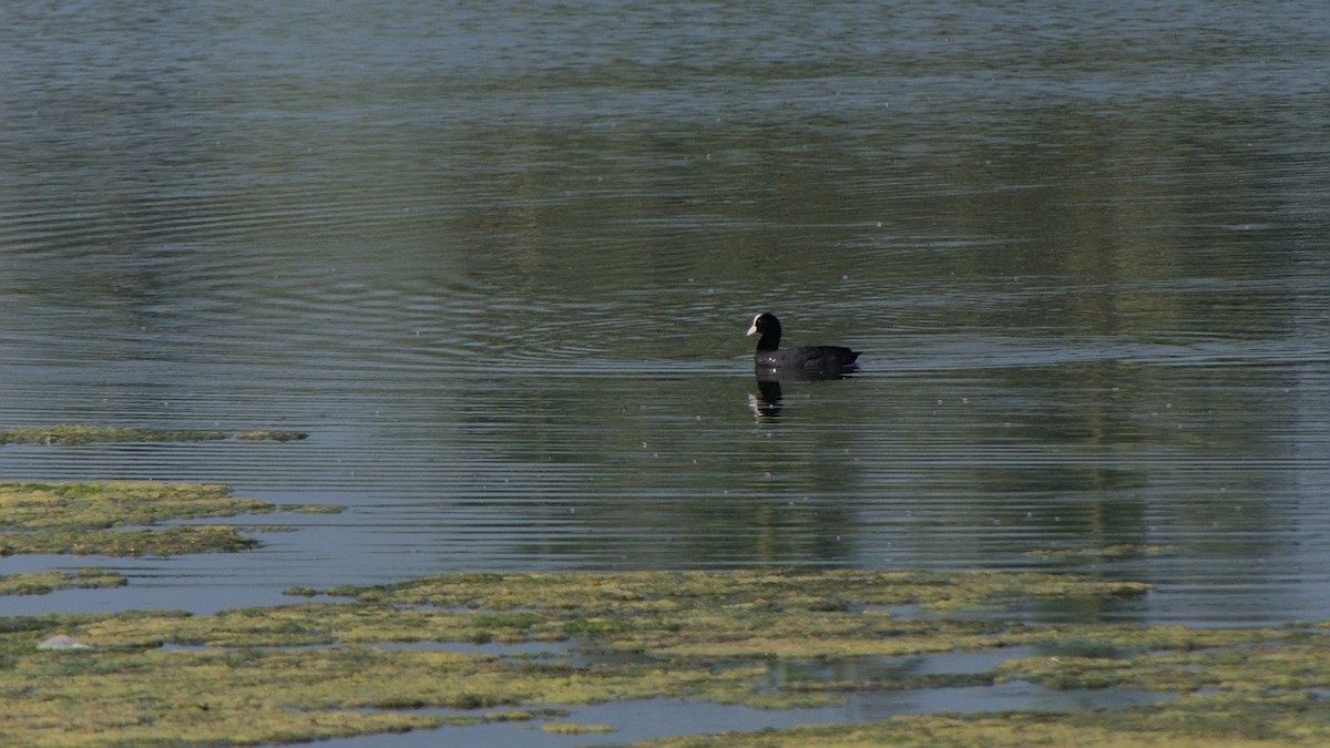 Eurasian Coot - Mohan Raj K.