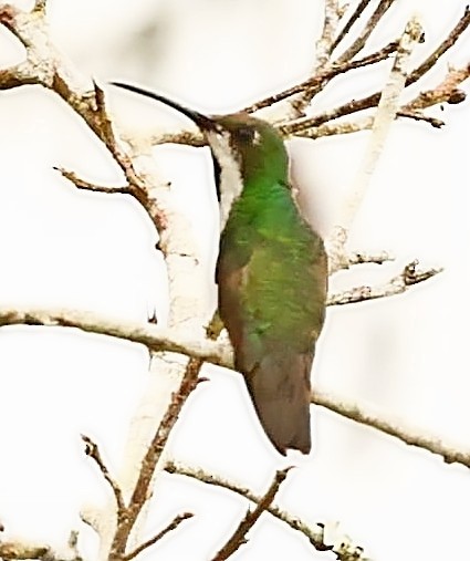 kolibřík tropický - ML399993631