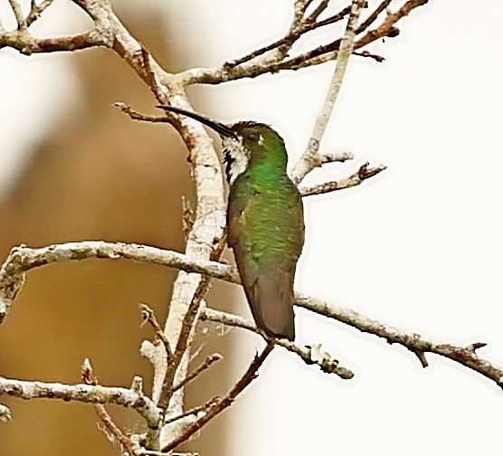 kolibřík tropický - ML399993641