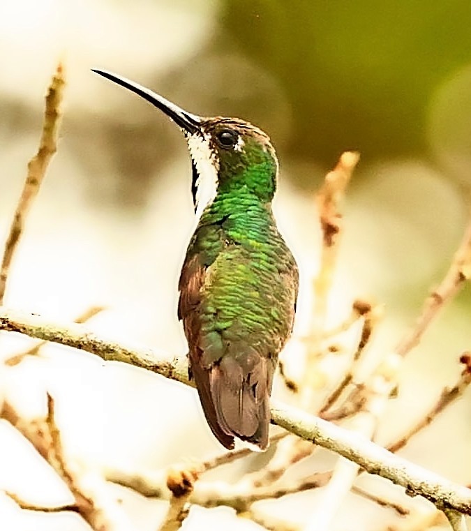 kolibřík tropický - ML399993651