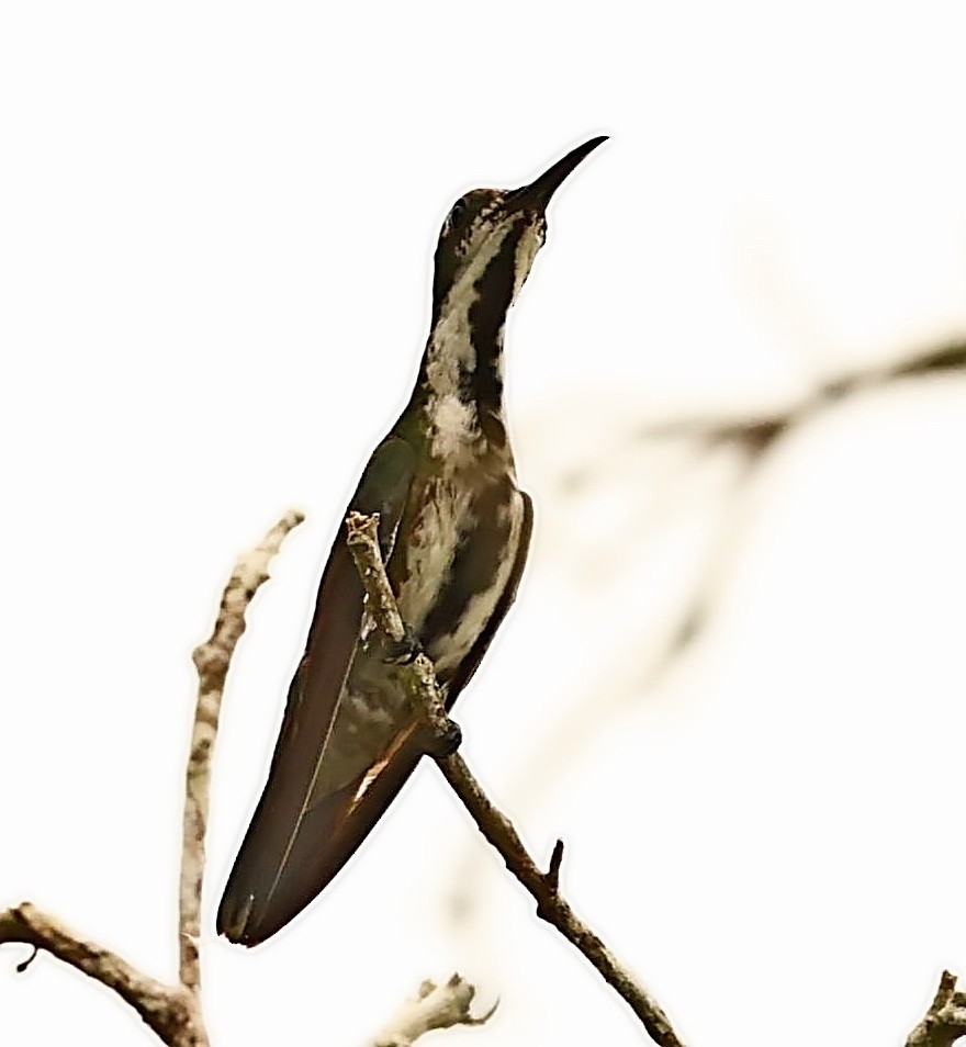 kolibřík tropický - ML399993661