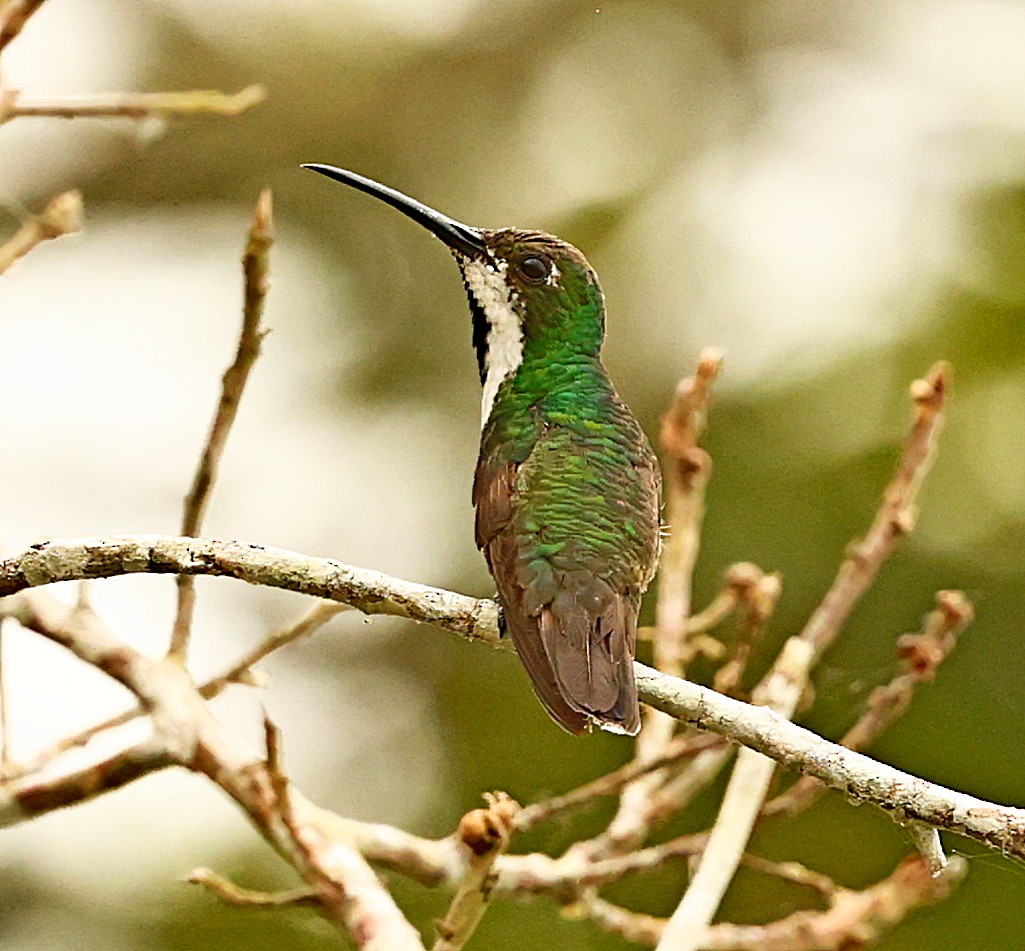 kolibřík tropický - ML399993681