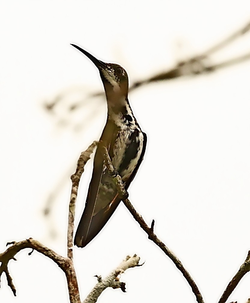 Black-throated Mango - ML399993691