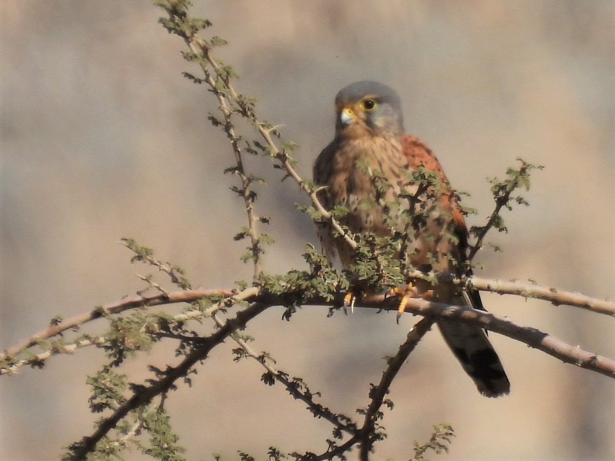 Eurasian Kestrel - Stephen Taylor