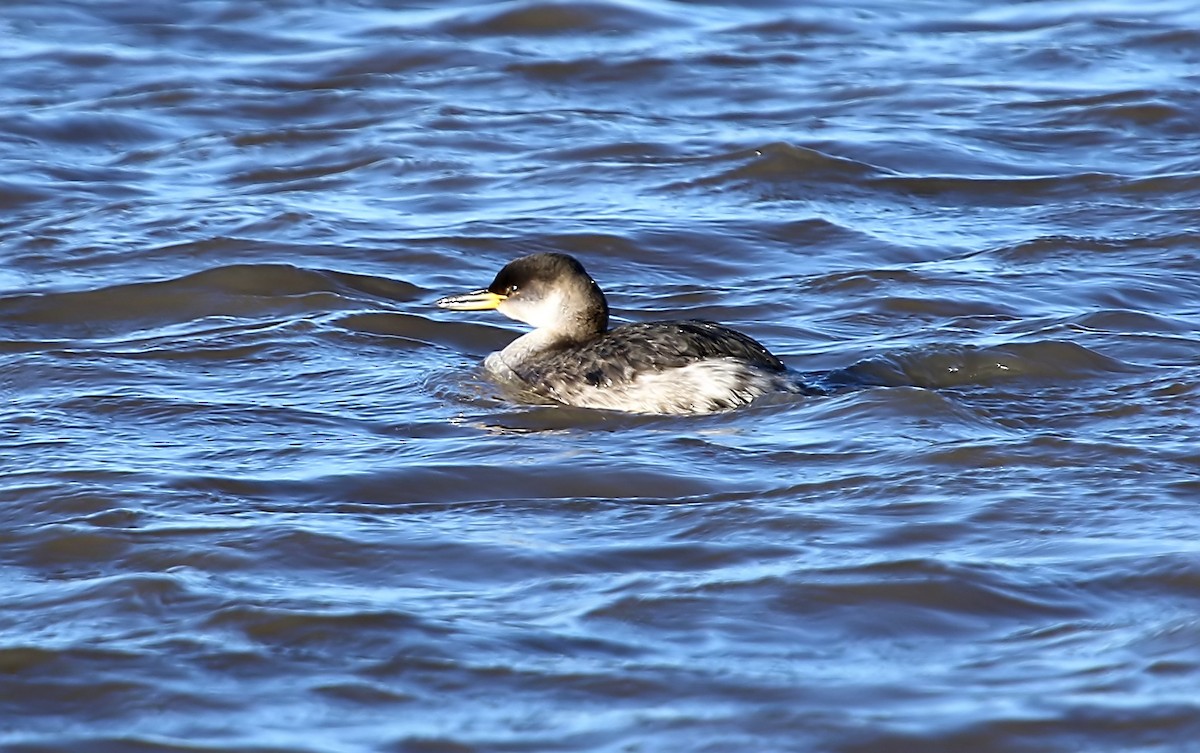 Red-necked Grebe - ML399994541