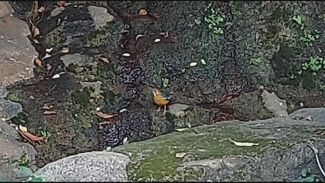 Orange-headed Thrush - ML399995161