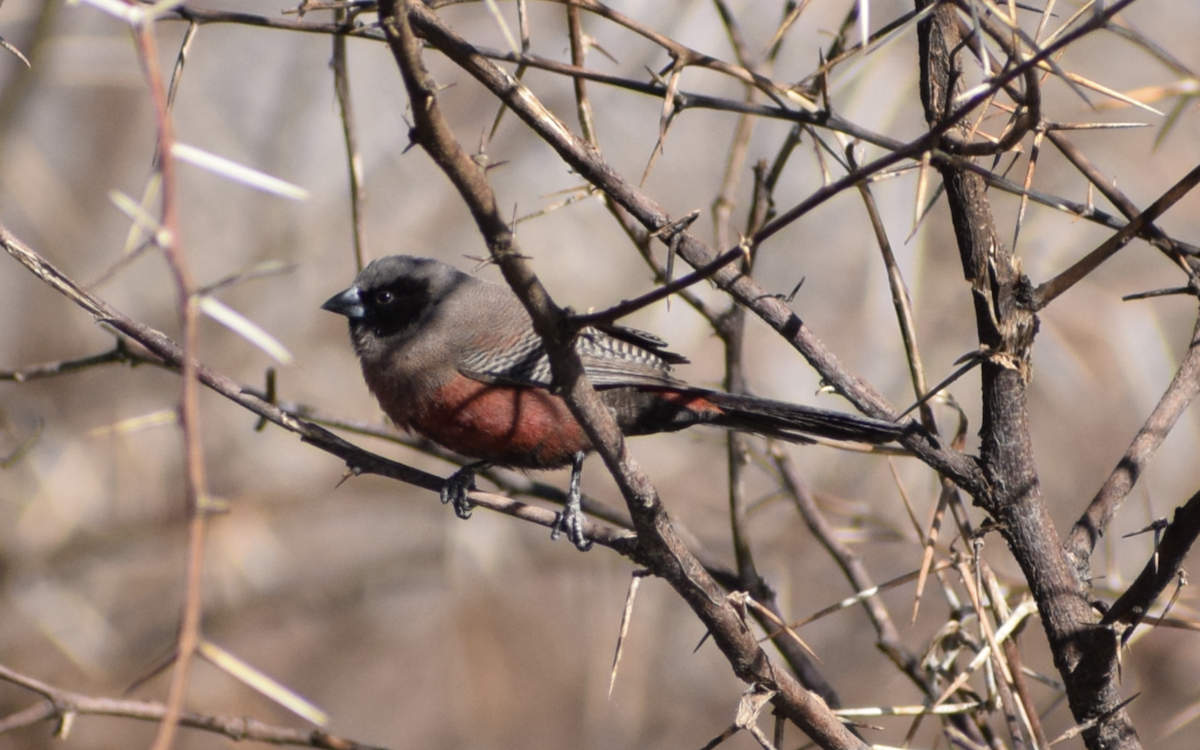 Black-faced Waxbill - Jacob Henry