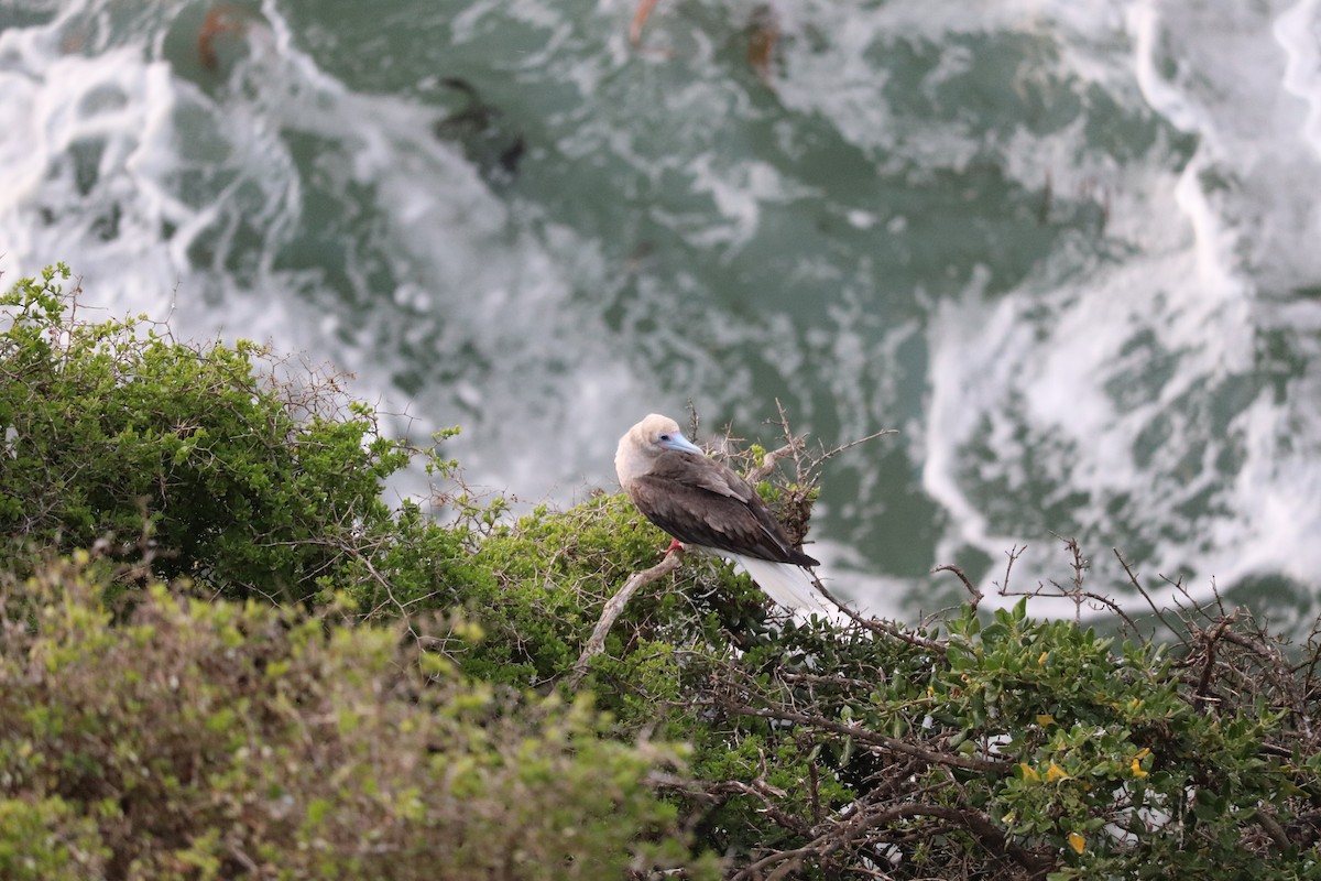 Red-footed Booby - ML399995651