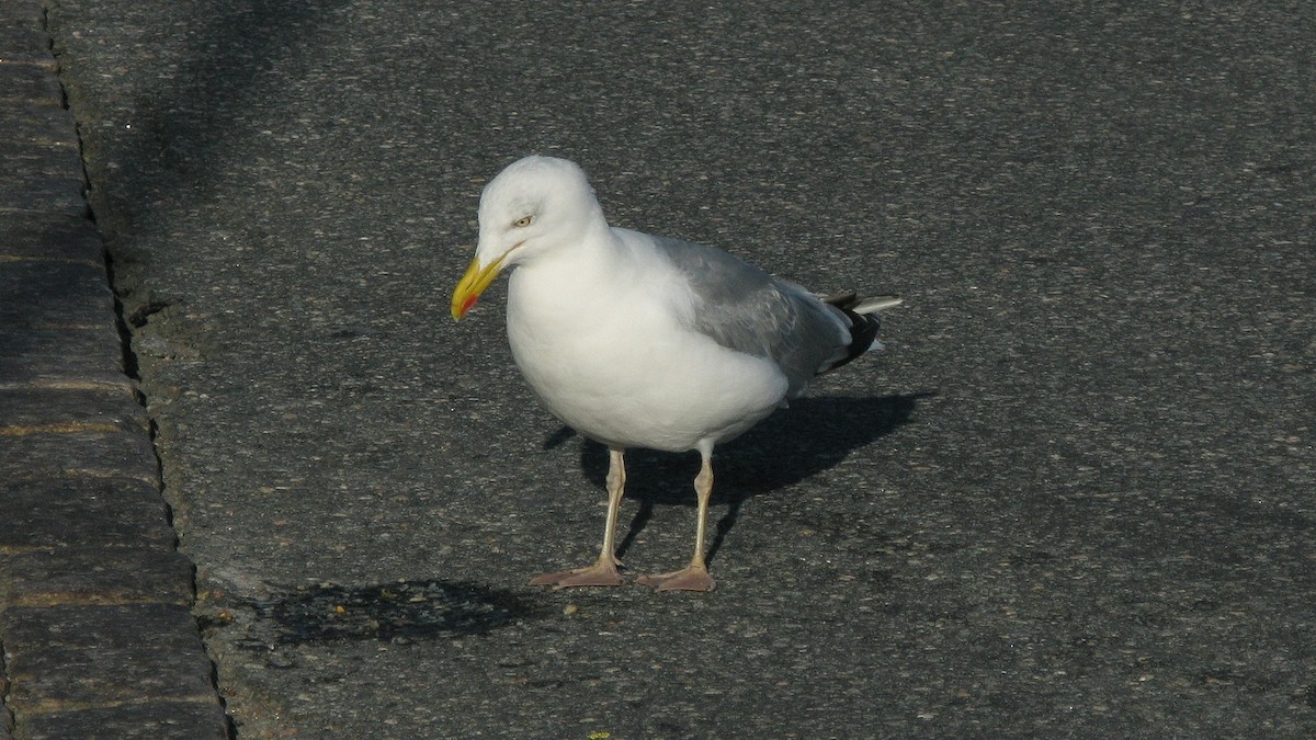 Goéland argenté - ML399995921