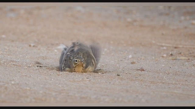 Blyth's Pipit - ML399996821