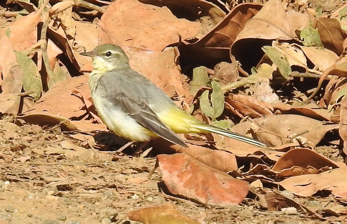 Gray Wagtail - ML399997251