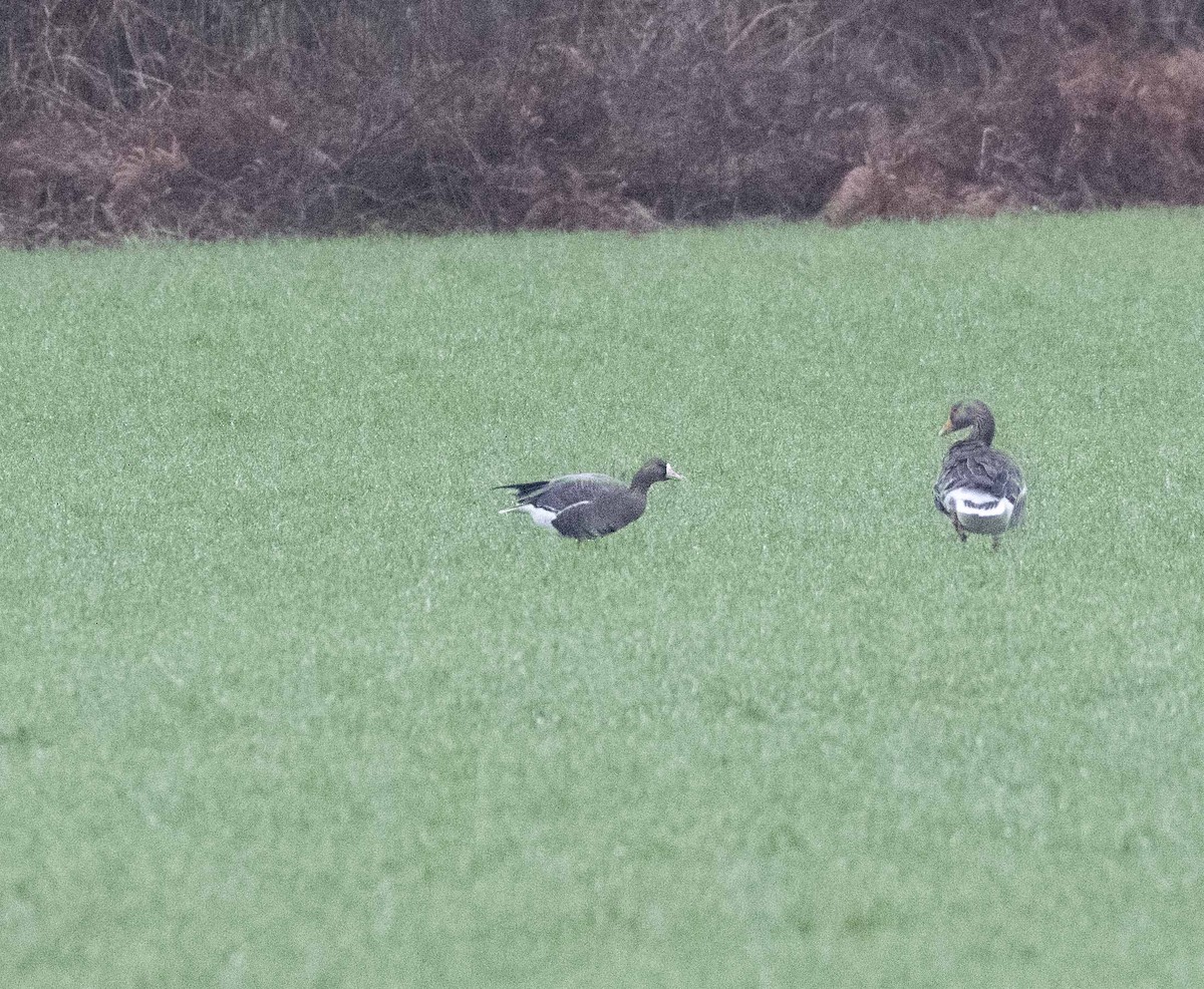 Greater White-fronted Goose (Eurasian) - ML399998911