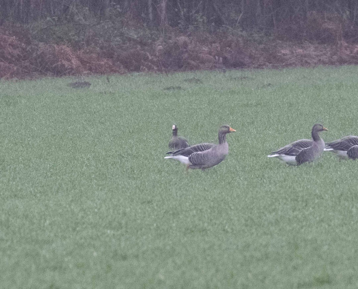 Greater White-fronted Goose (Eurasian) - ML399998921