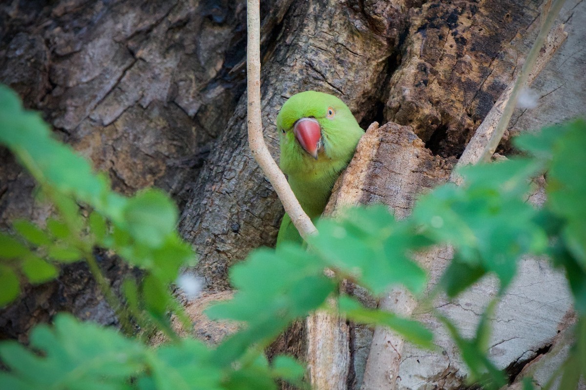 Rose-ringed Parakeet - Sam Hambly