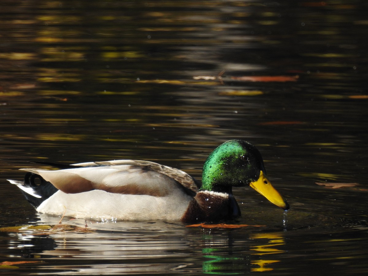 Canard colvert - ML39999961