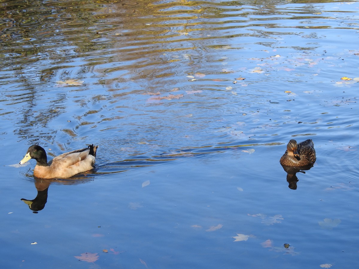 Canard colvert - ML39999971