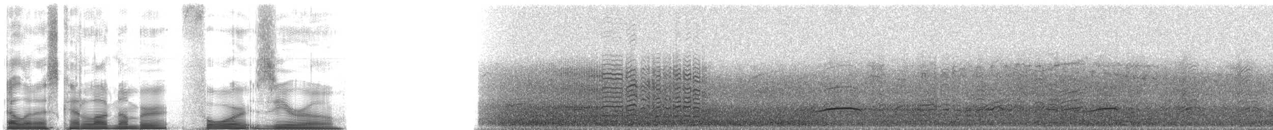 Trottellumme - ML40