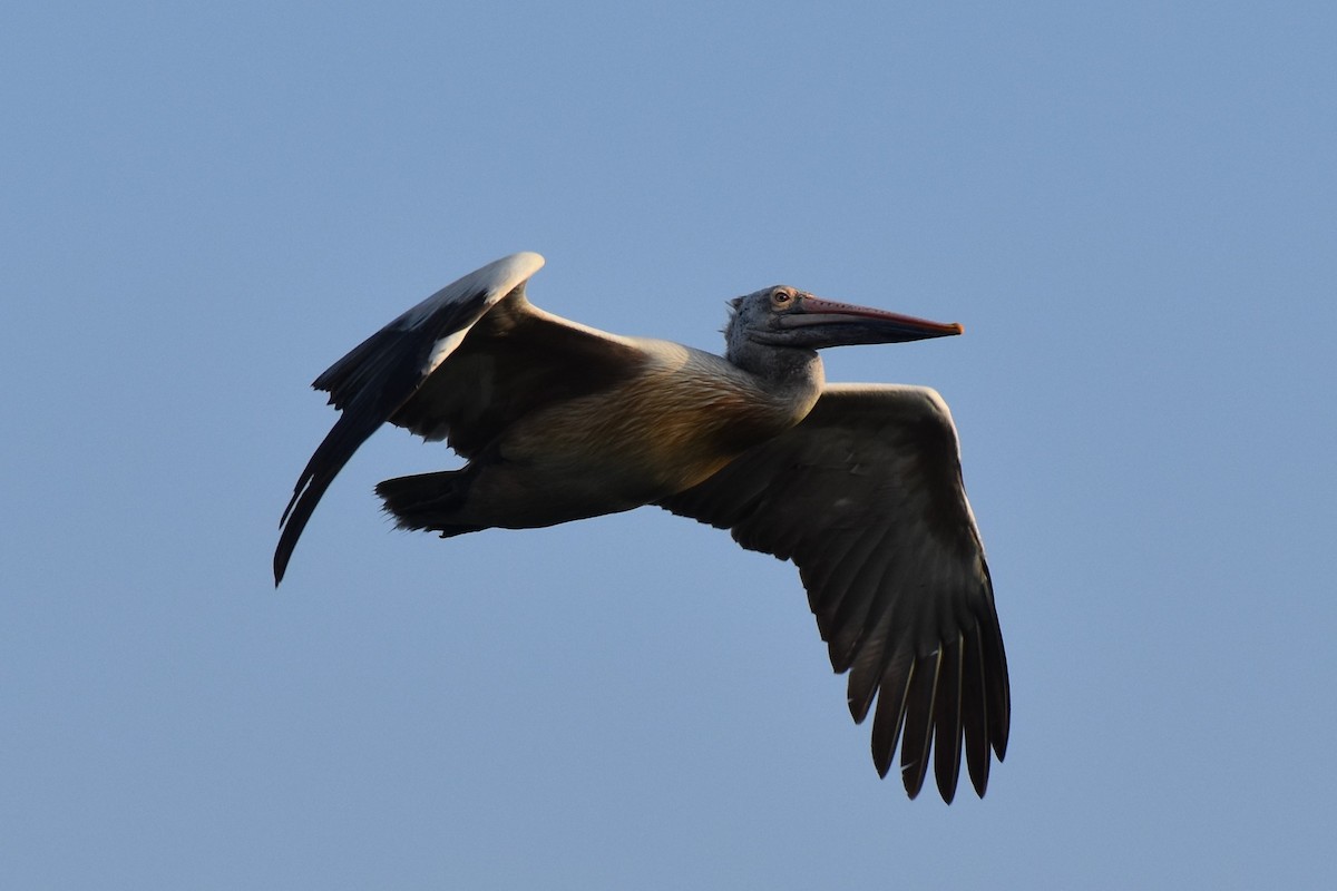 Spot-billed Pelican - Kishore M