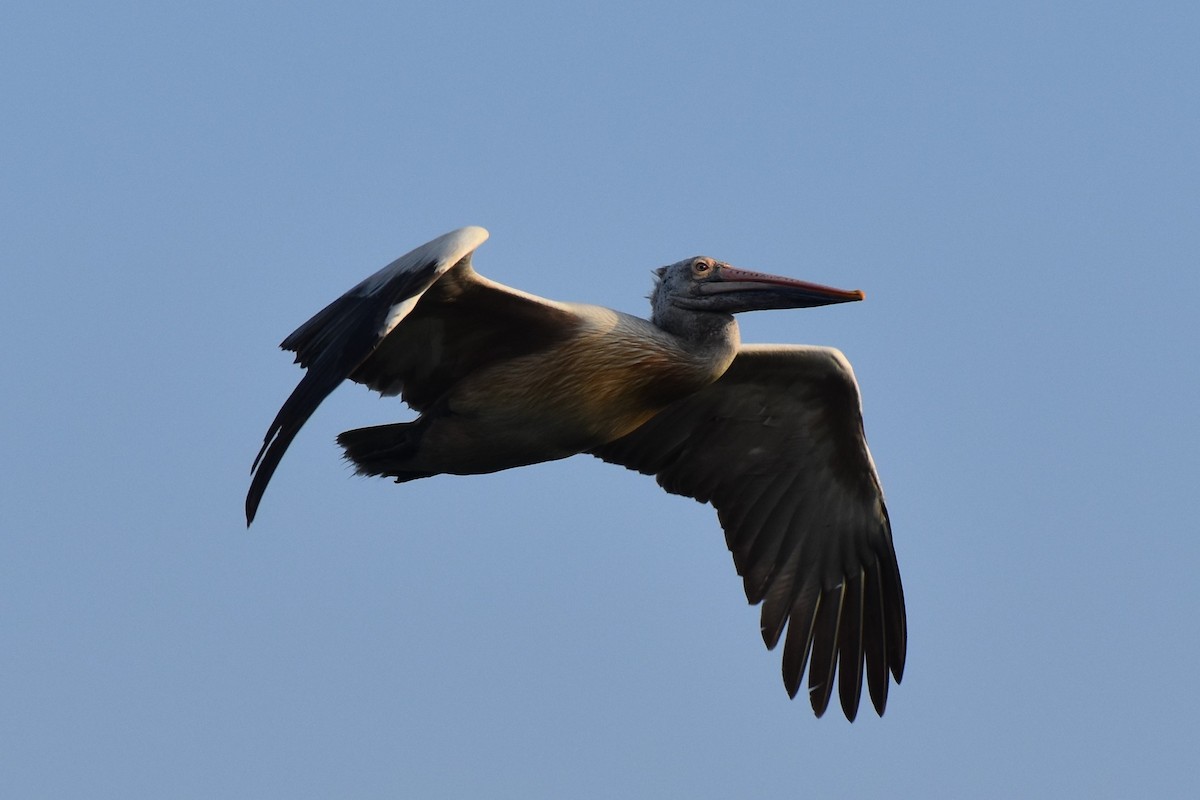 Spot-billed Pelican - ML400002551