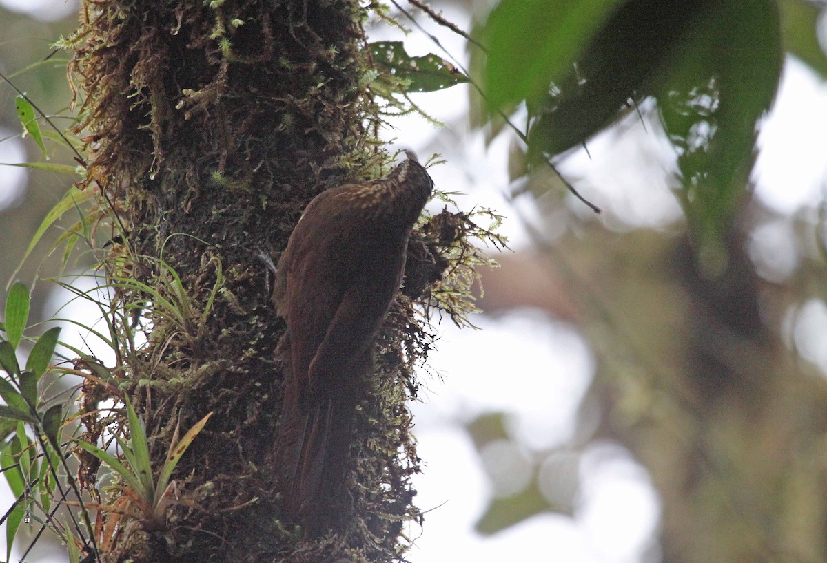 Greater Scythebill - ML400003751