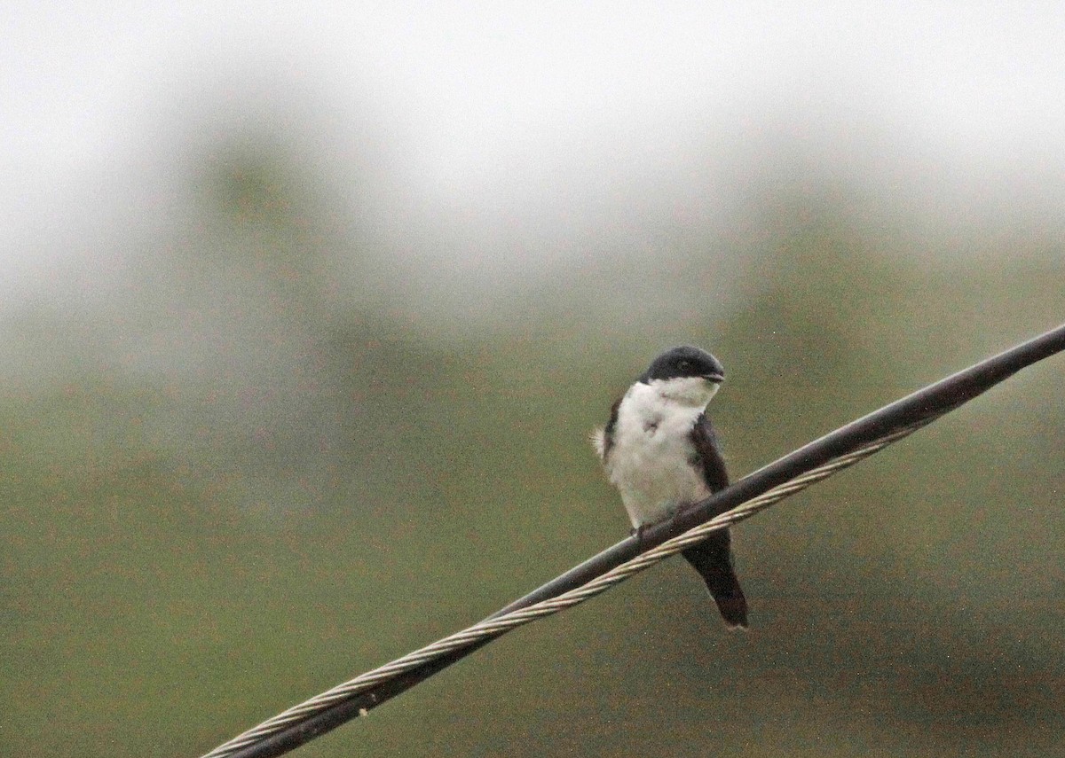 Golondrina Barranquera - ML400003811