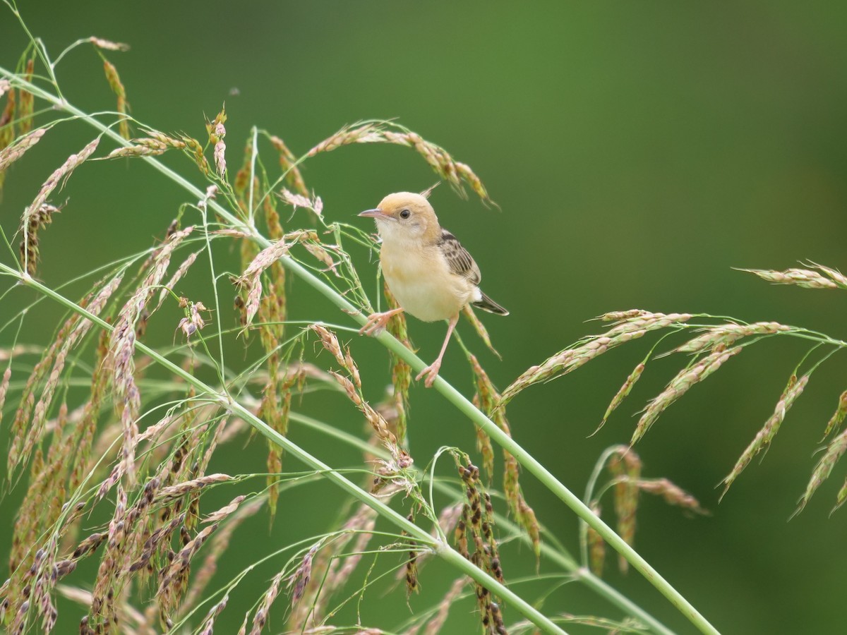 Golden-headed Cisticola - ML400004291