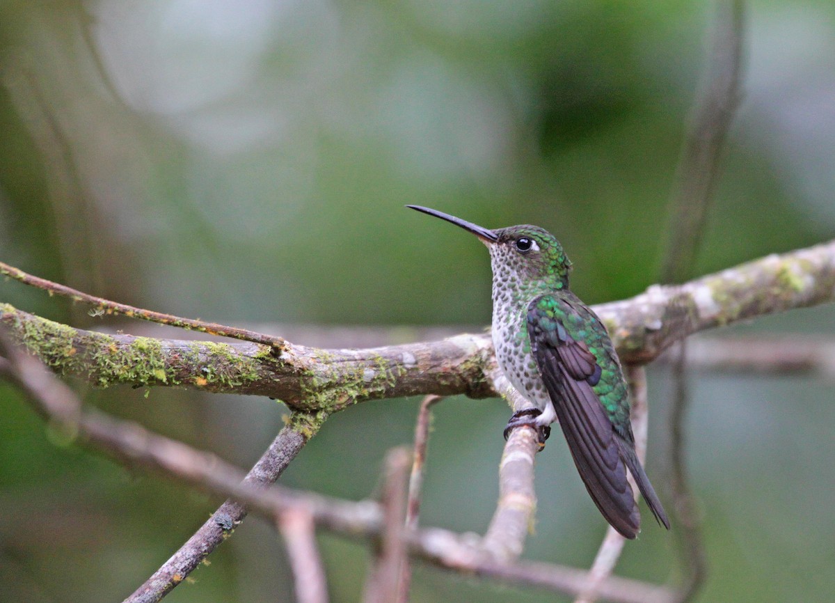 Many-spotted Hummingbird - ML400005871