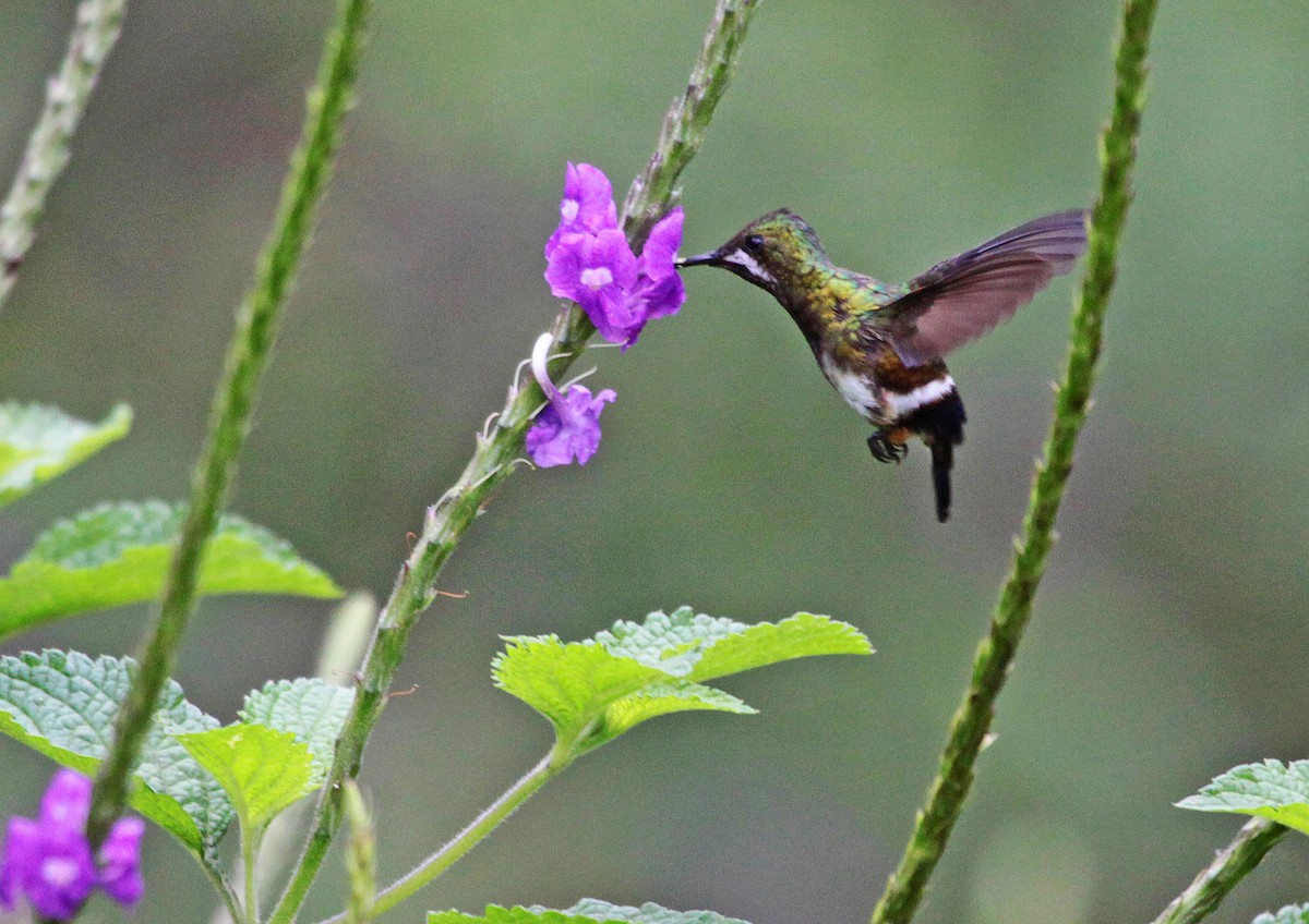 Wire-crested Thorntail - ML400005931