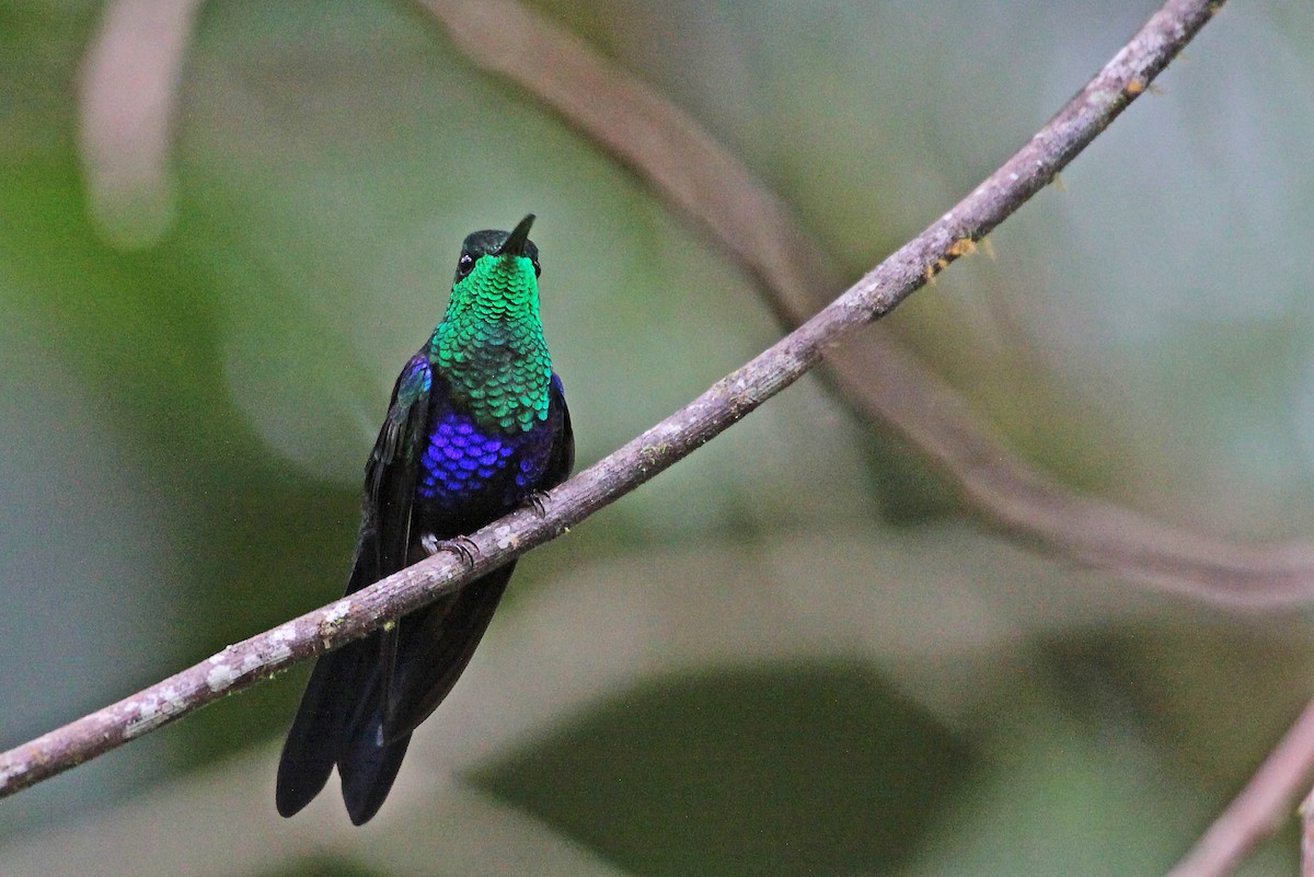 Zafiro Golondrina - ML400006021