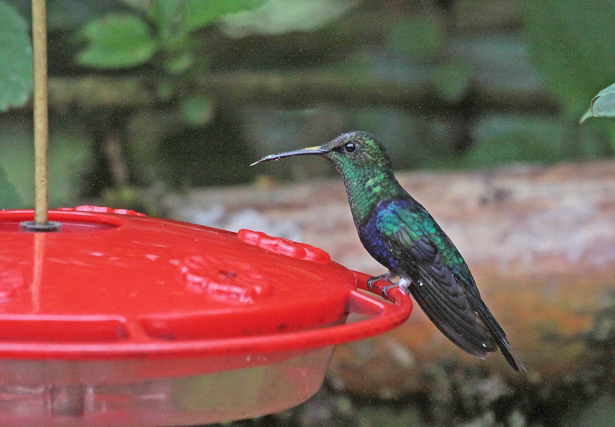 Zafiro Golondrina - ML400006031