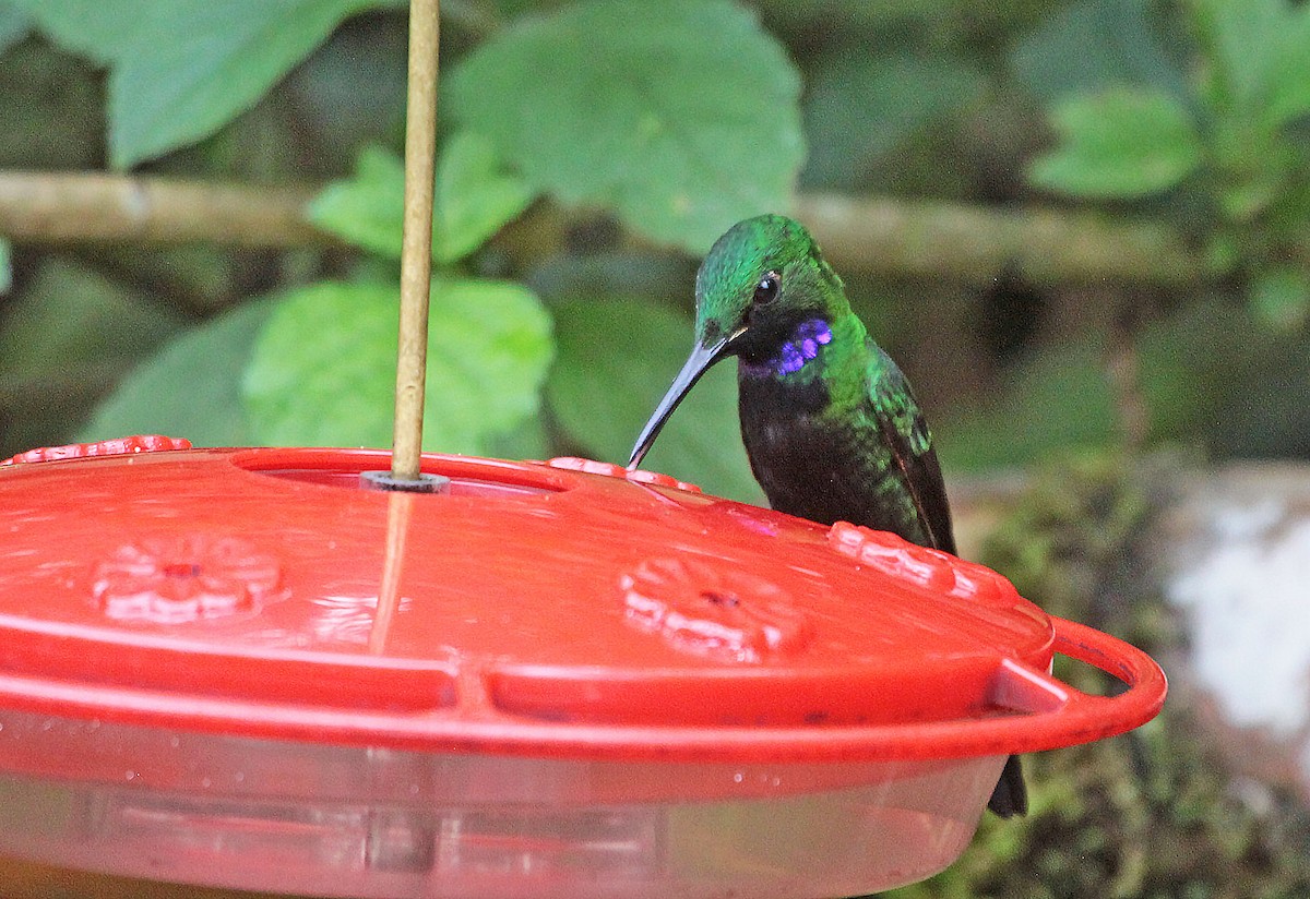 Black-throated Brilliant - ML400006111