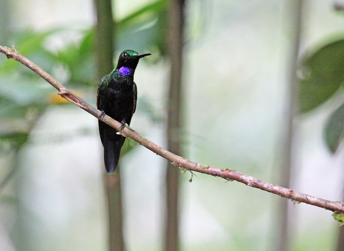 Black-throated Brilliant - ML400006121