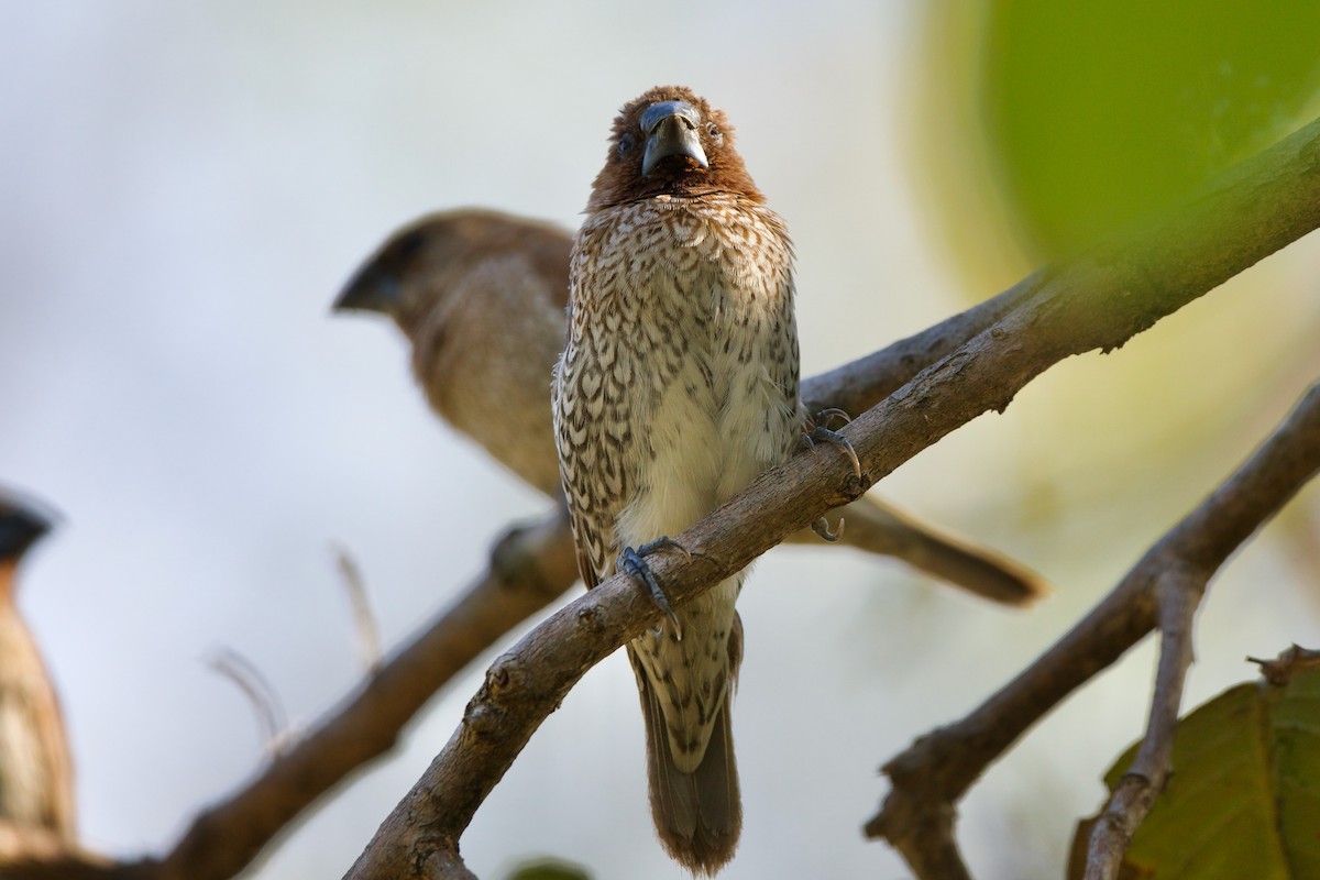 Scaly-breasted Munia - Sam Hambly