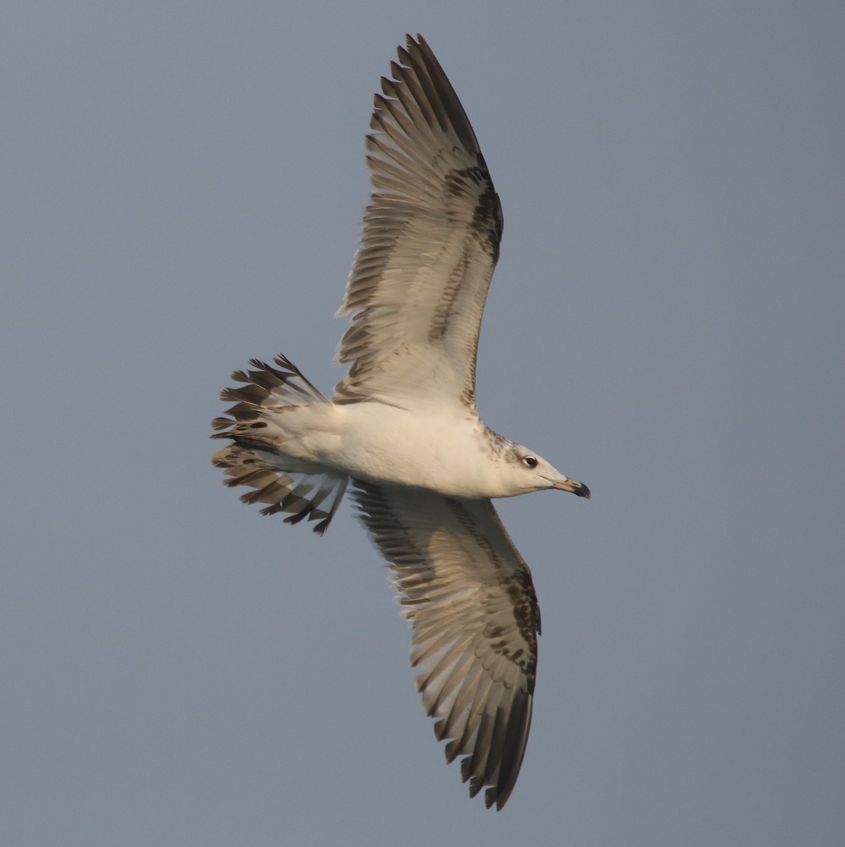 Pallas's Gull - ML400007521