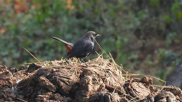 Indian Robin - ML400007581