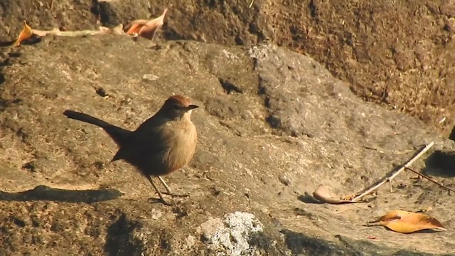 Indian Robin - ML400007821