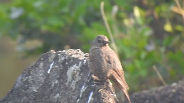 Blue Rock-Thrush - ML400008271