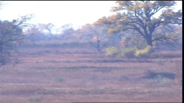 Bald Eagle - ML400009