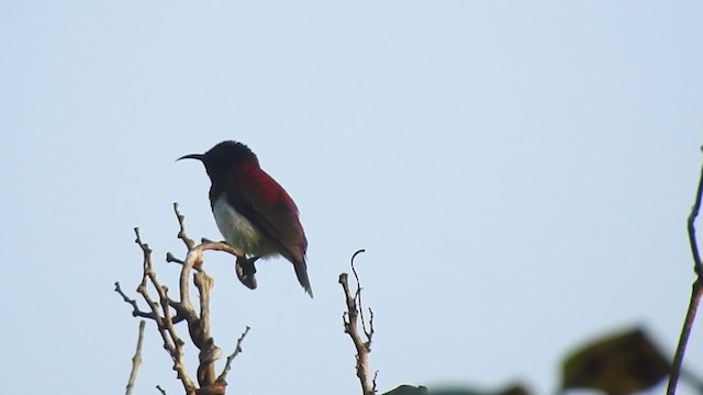 Crimson-backed Sunbird - ML400009601