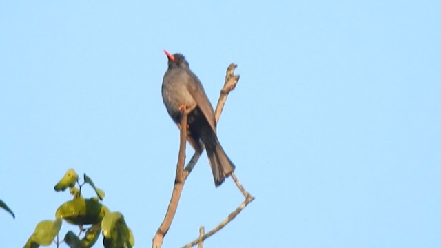 Square-tailed Bulbul - ML400011841