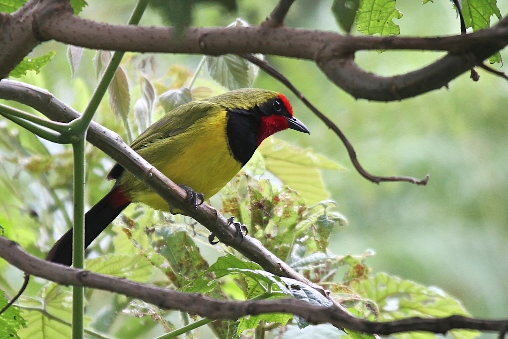 Doherty's Bushshrike - ML400012841