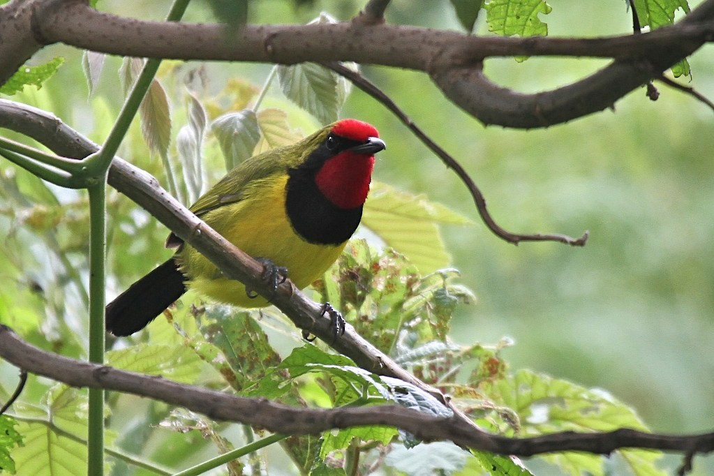 Doherty's Bushshrike - ML400012851